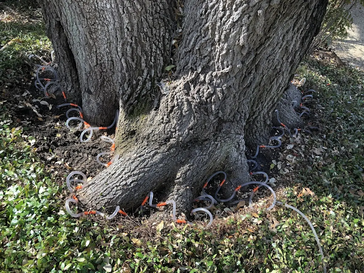 Detailed Tree Cabling and Bracing job site in Coal Valley