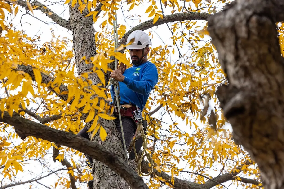 Skilled Tree Trimming crew working in Coal Valley