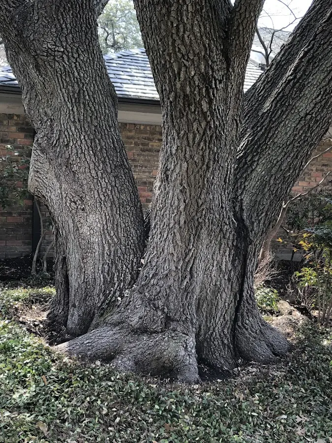 Mature heritage tree close to a Coal Valley property cared for by certified arborists